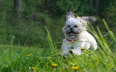 11 Tips para entrenar a tu cachorro