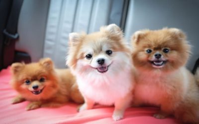 3 Tips para eliminar las malas conductas de tu perro