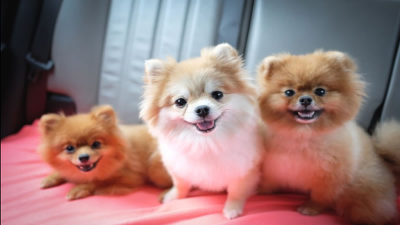 3 Tips para eliminar las malas conductas de tu perro