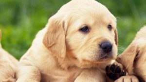 Adiestramiento Canino Basico Videos