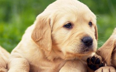 Adiestramiento Canino Basico Videos