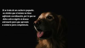 Como Enseñar a Tu Perro a Sentarse