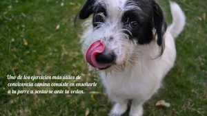 Como Enseñar a Tu Perro a Sentarse