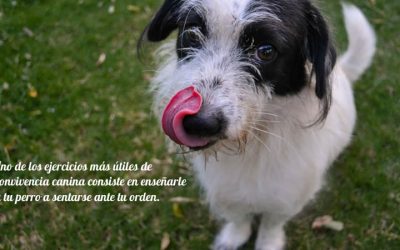 Como Enseñar a Tu Perro a Sentarse