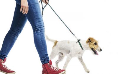 Como Sacar Tu Perro a Pasear