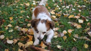 Conociendo la personalidad de tu cachorro