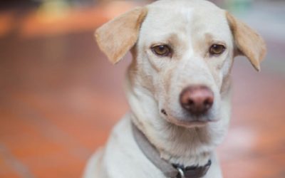 Conociendo la personalidad de tu cachorro de Una Manera Práctica