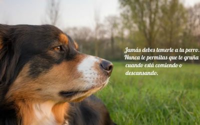 Conviértete en el líder de tu perro