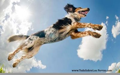 Cómo enseñarle a tu perro a no saltar a las personas