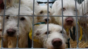 Disciplina de Tu Mascota