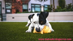 Enséñale a tu perro a ir al baño y donde debe orinar