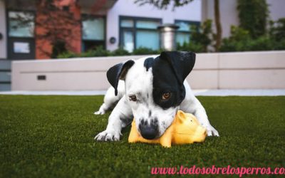 Enséñale a tu perro a ir al baño y  donde debe orinar
