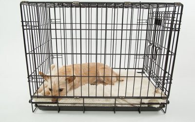 Usar Jaula Para Perros