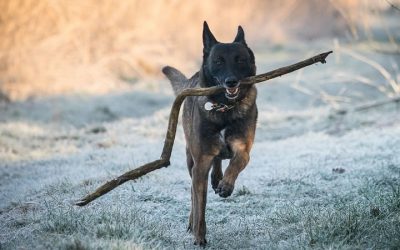 Como entrenar a un Perro Para Que Sea Guardian