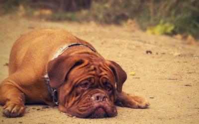 ¿Qué Hacer Cuando Tu Perro No Quiere Comer? Guía Completa y Consejos