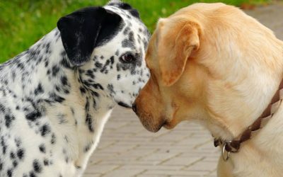 Pelea de perros. Qué hacer