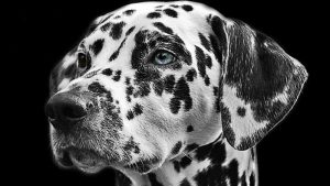 Reprendiendo a un perro