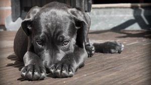 La Tos En Los Perros