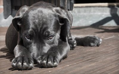 La Tos En Los Perros