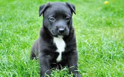 Pautas básicas para adiestrar a tu perro