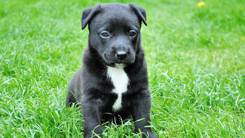 Pautas básicas para adiestrar a tu perro