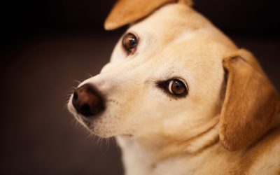 Los Dueños De Perros Prefieren Estar Con Su Mascota  Que Con Sus Amigos