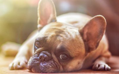 Cómo ayudar a un perro con depresión