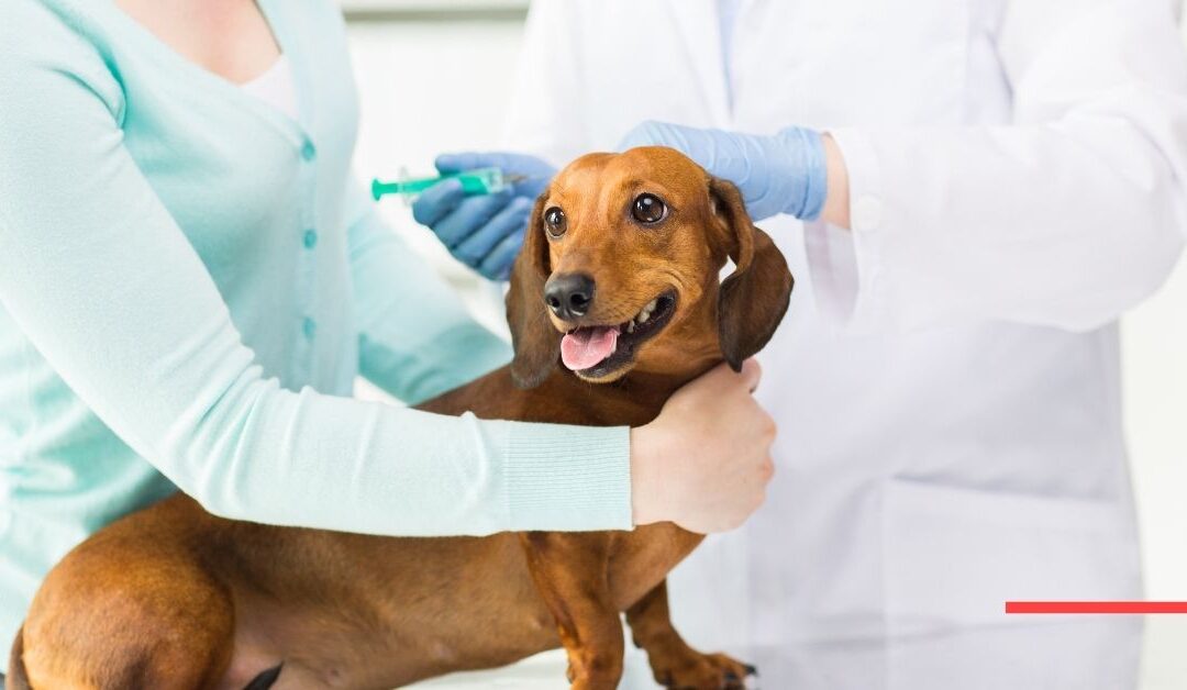 Preguntas frecuentes sobre las vacunas