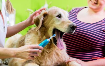 Tratamientos dentales veterinarios