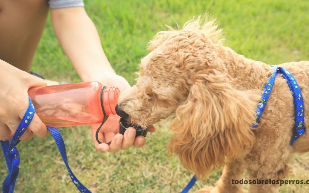 ¿Tu perro está bebiendo más agua de lo habitual? Lee esto
