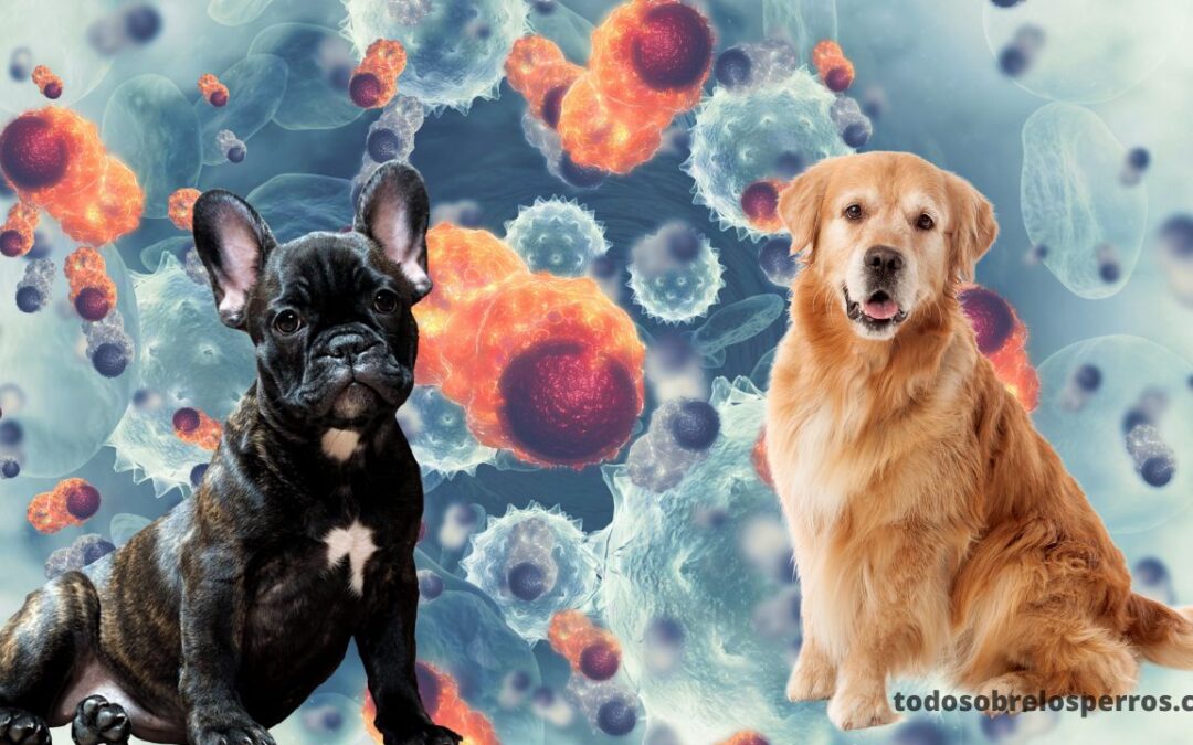 Lo que debe saber sobre el cáncer de perro