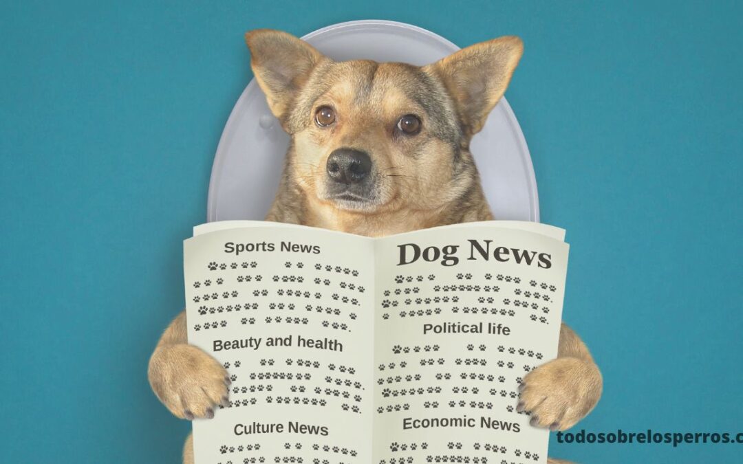 Mitos comunes sobre las heces de perro