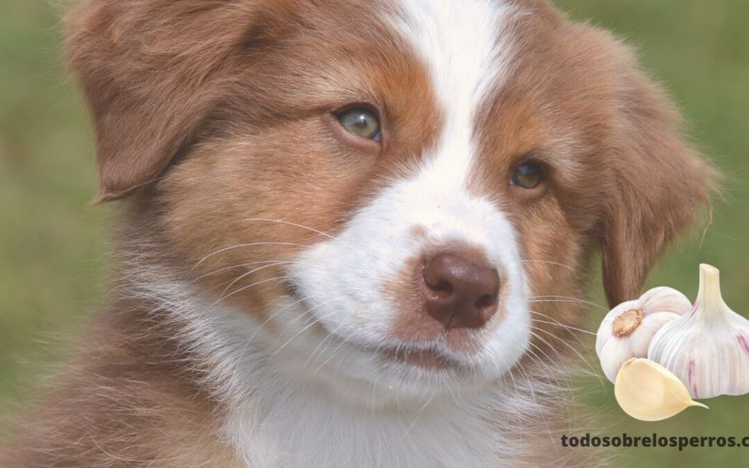 ¿Qué tan venenoso es el ajo para los perros?
