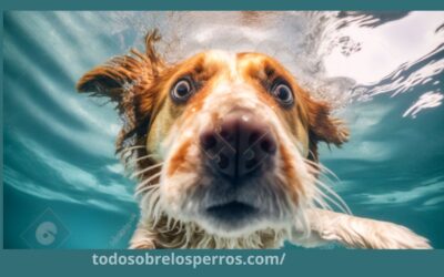 Consejos para lavar a tu perro correctamente