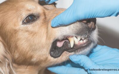 Recuperación de la extracción de dientes del perro