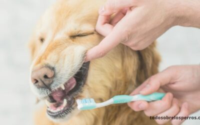 Consejos para mantener los dientes de tu perro sanos y limpios