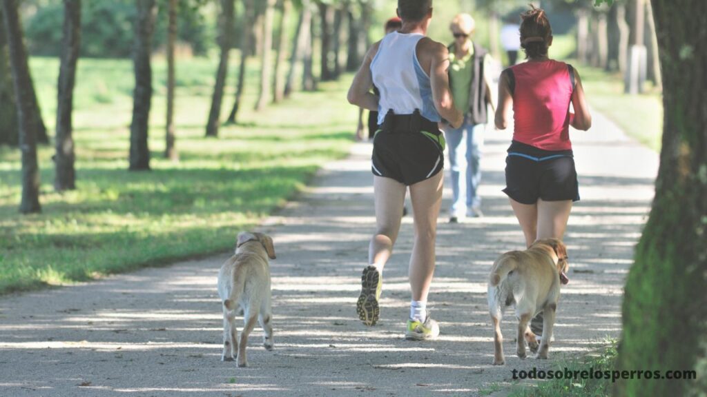 Consejos sobre cómo correr con tu perro
