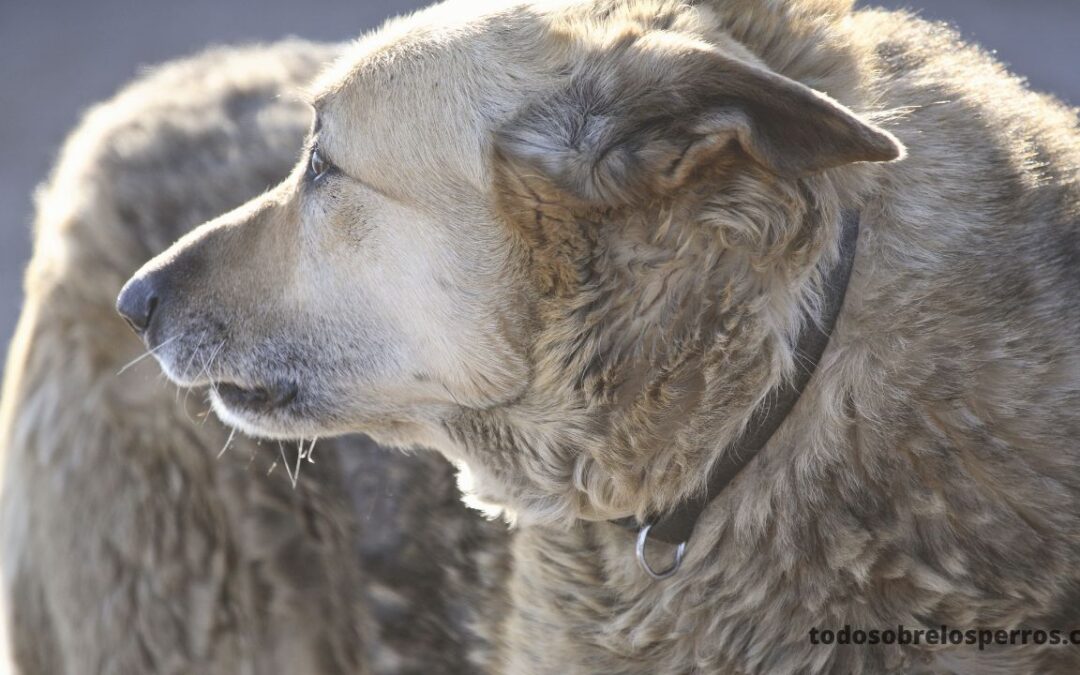 consejos importantes sobre cómo cuidar a los perros mayores.