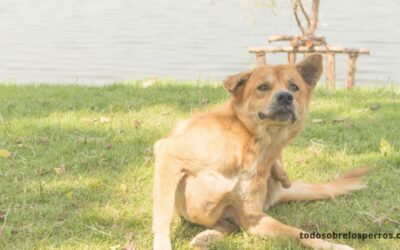 La picazón en perros