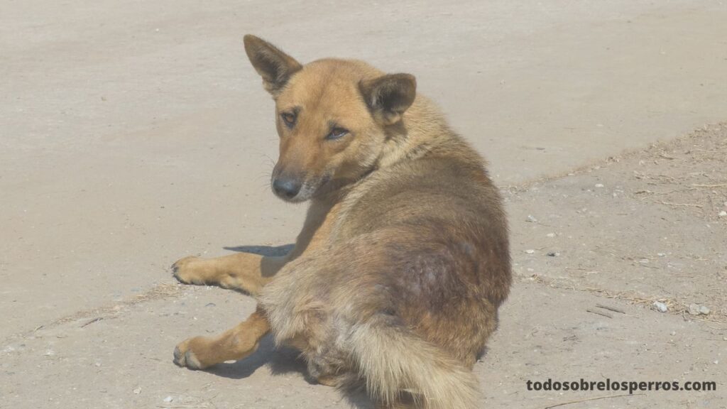 La dermatitis por pulgas en perros La dermatitis por pulgas en perros