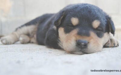 Consejos para ayudar a que tu nuevo cachorro duerma toda la noche.