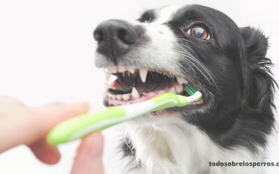 Cómo mantener los dientes de tu perro sanos y limpios!
