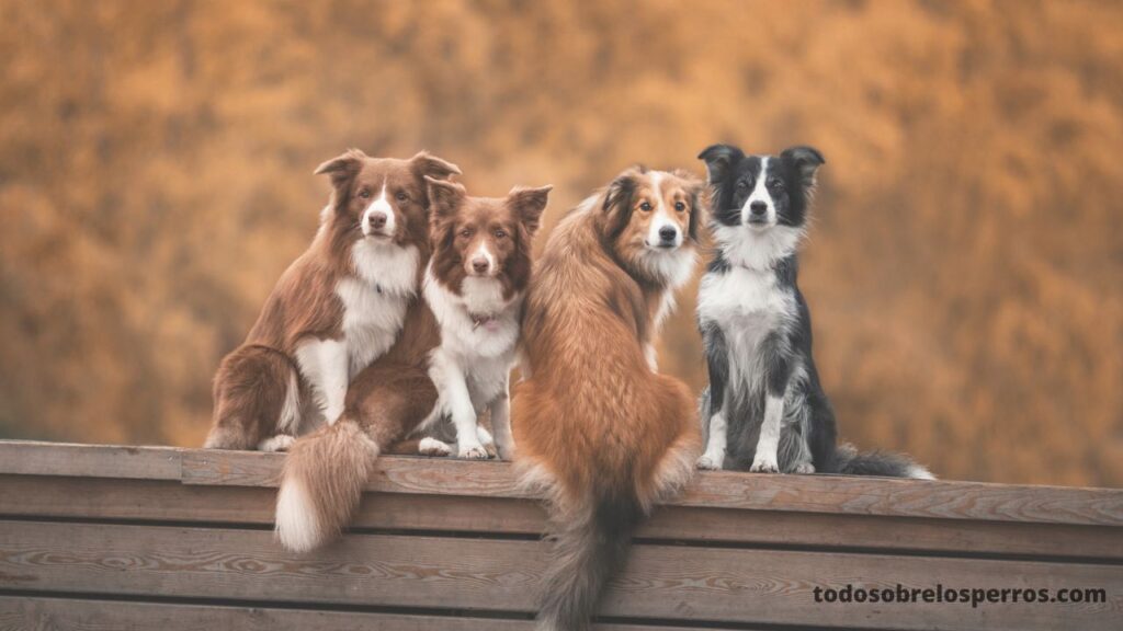 ¿Es posible que los humanos contraigan parásitos de los perros?